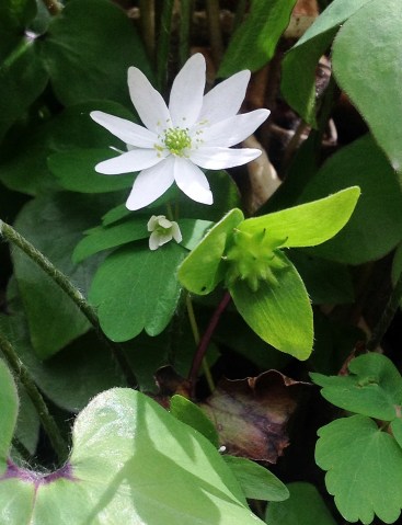 Blog picture- Bloodroot