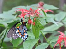 wordpress2-butterfly