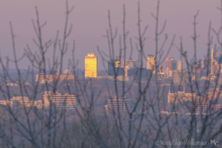 sunset-through-brances-mgw