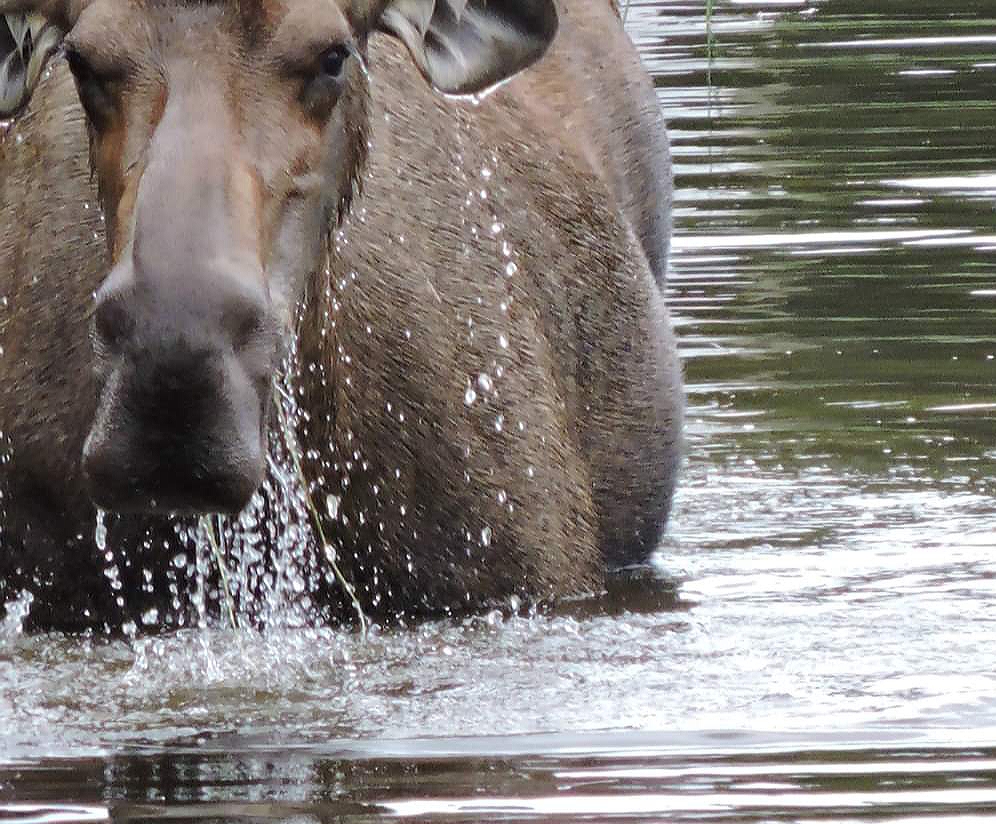 Things to Think, by Robert Bly MORNING POEMS