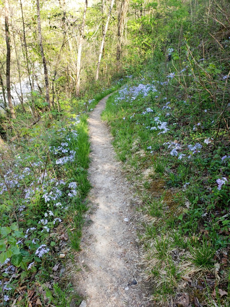 path in woods with blooming phlox flowers