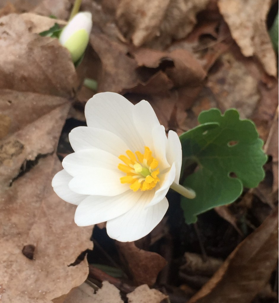 bloodroot